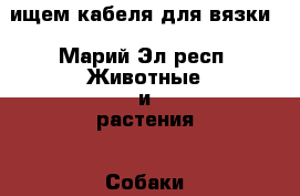 ищем кабеля для вязки - Марий Эл респ. Животные и растения » Собаки   